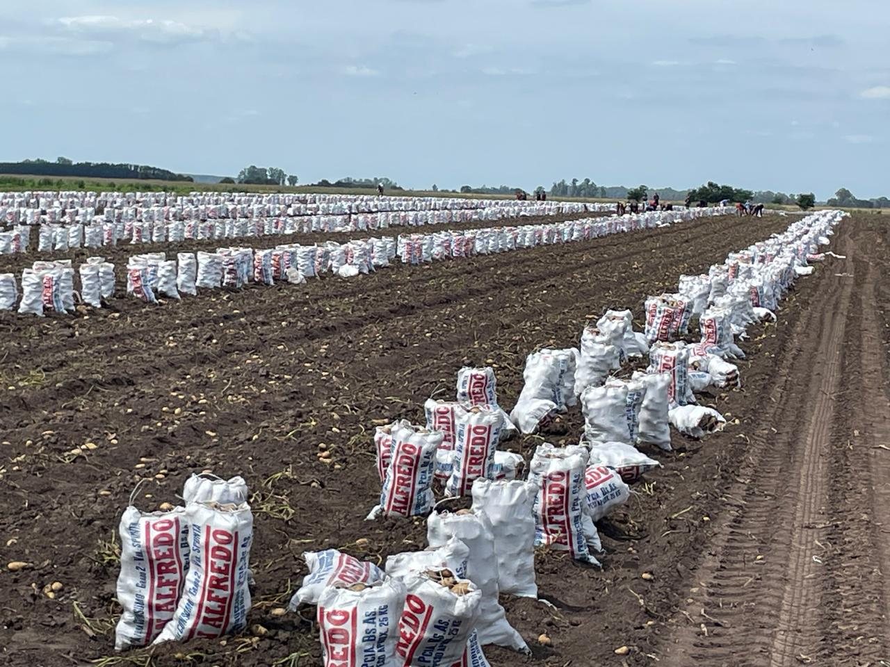 Hileras de bolsas Don Alfredo llenas de papa, paradas sobre el lote recién cosechado