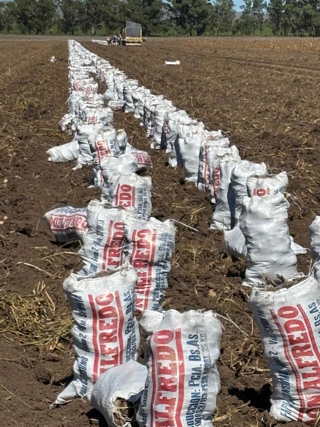 Fila de bolsas Don Alfredo sobre el lote cosechado