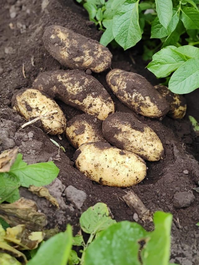 Papas recién cosechadas sobre la tierra