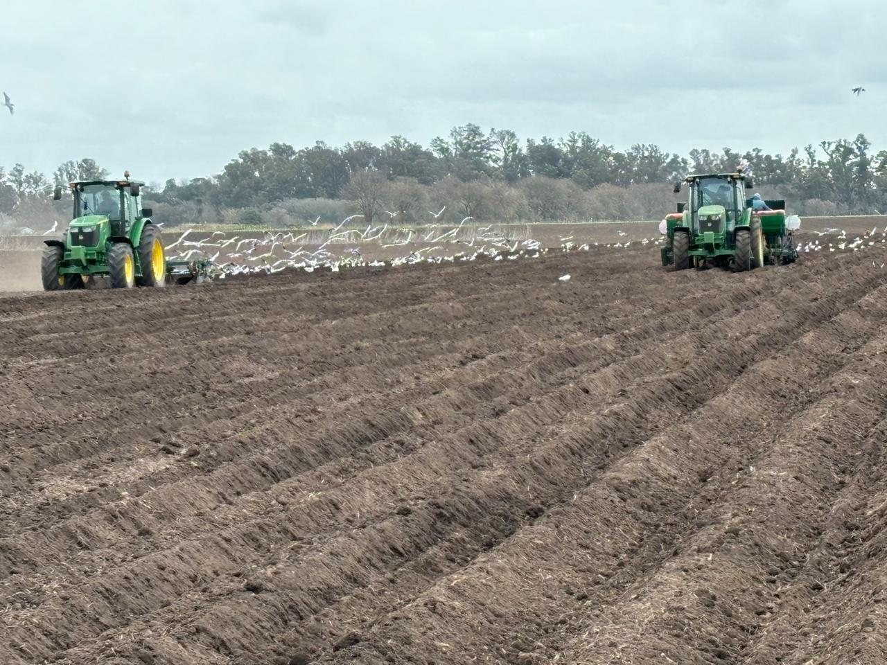 Dos tractores sembrando papa en surcos recién armados, con una bandada de gaviotas detrás